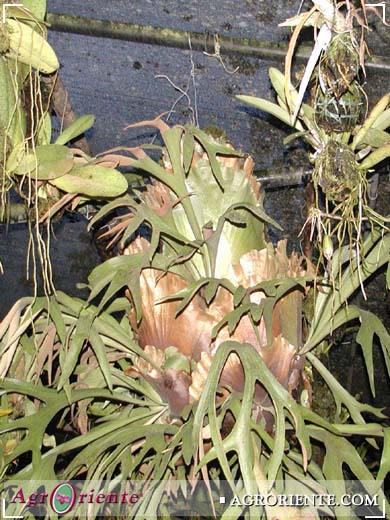 Helechos - Platycerium bifurcatum var 2
