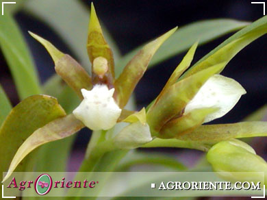 Orqudeas - Ada bennettiorum