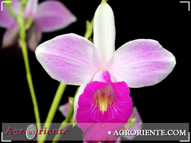 Orqu�deas - Arundina graminifolia