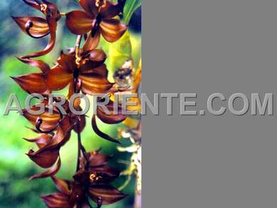 Orqu�deas - Cycnoches cooperii var. darck