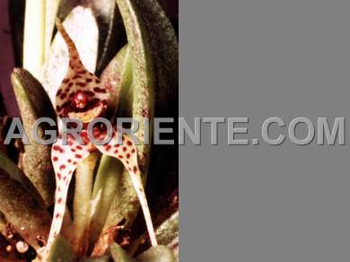 Orqu�deas - Dryadella zebrine