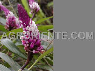 Orqu�deas - Elleanthus myrosmatis