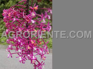 Orqu�deas - Epidendrum friderici-guillielme