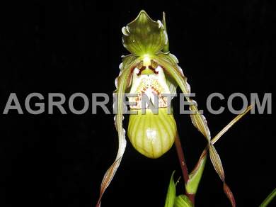 Orqu�deas - Phragmipedium pearcei