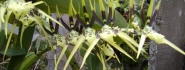 Brassia pumila