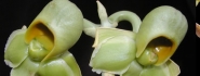 Catasetum saccatum female